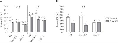 Suppressor of Gamma Response 1 Modulates the DNA Damage Response and Oxidative Stress Response in Leaves of Cadmium-Exposed Arabidopsis thaliana